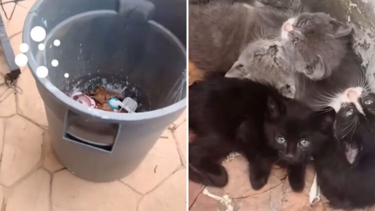 four fuzzlets found in trash can