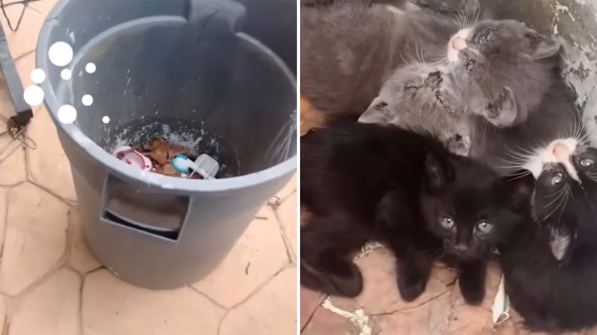 four fuzzlets found in trash can