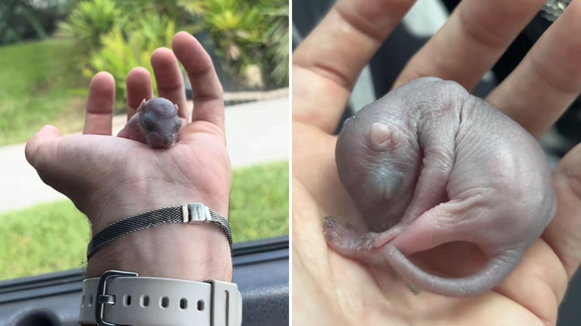 tiny squirrel