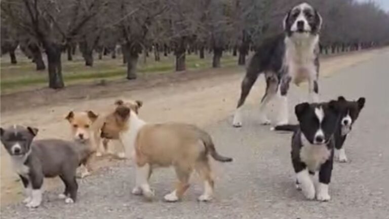 abandoned dogs