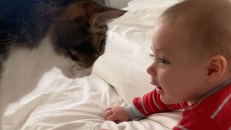 California Mom Films The Sweetest Bond Between Her Cat And Baby And The Internet Is Melting