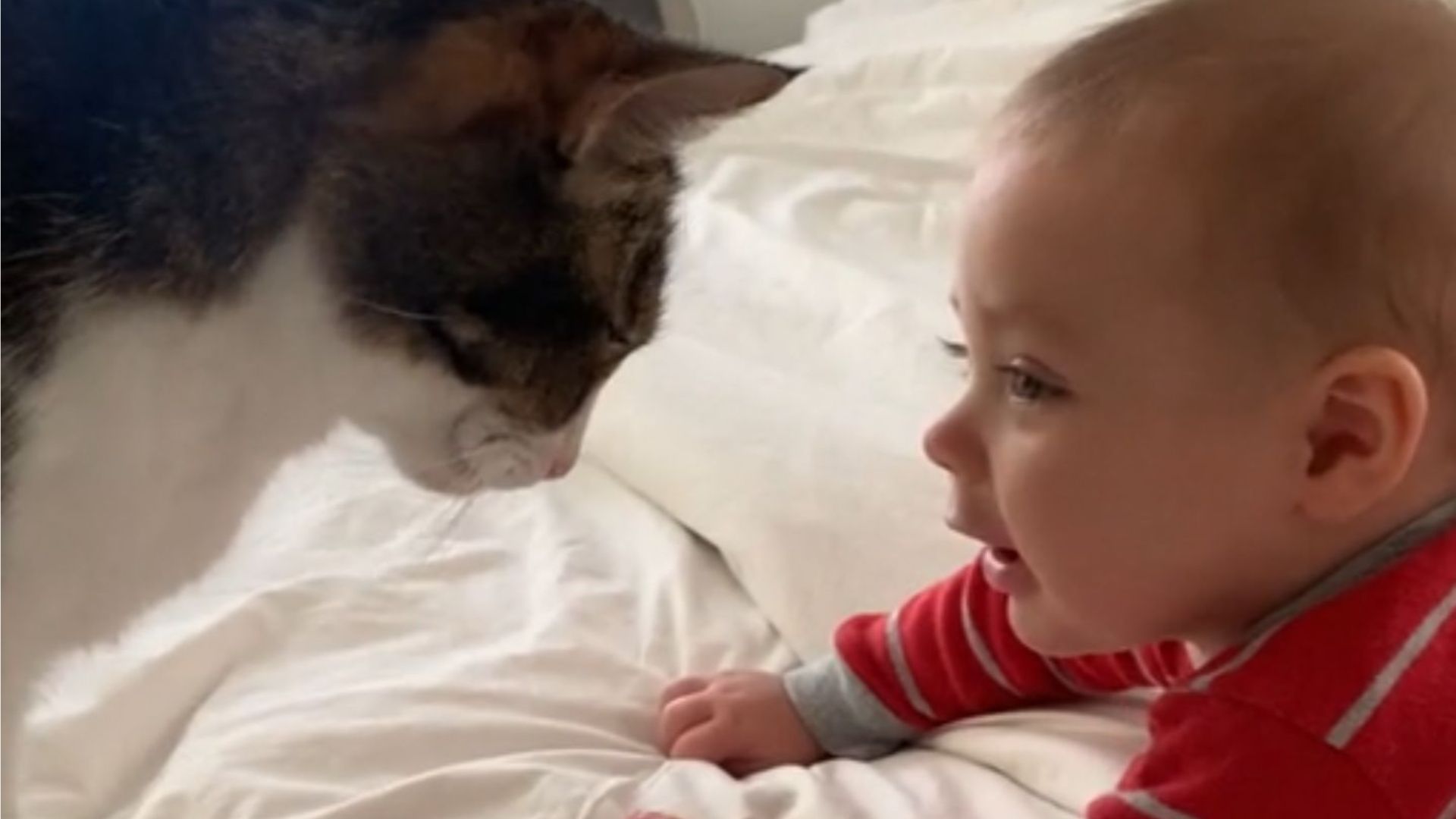 California Mom Films The Sweetest Bond Between Her Cat And Baby And The Internet Is Melting