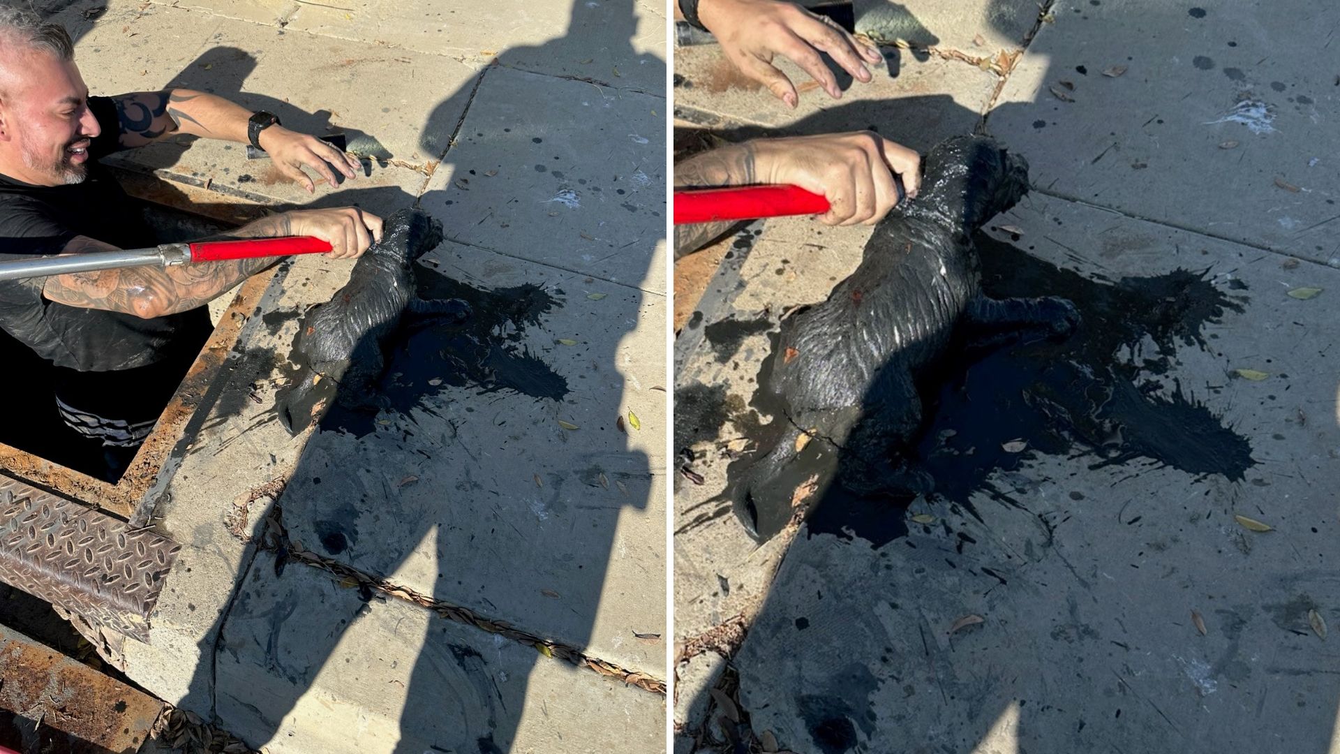 California Officers Rush To Rescue Puppy Trapped In Sewage Drain Just In Time