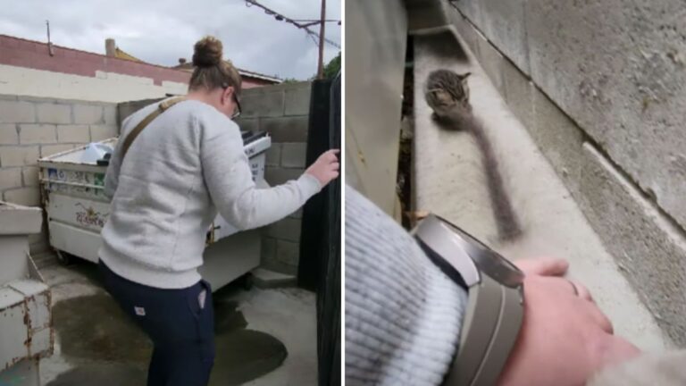 kittens in a dumpster
