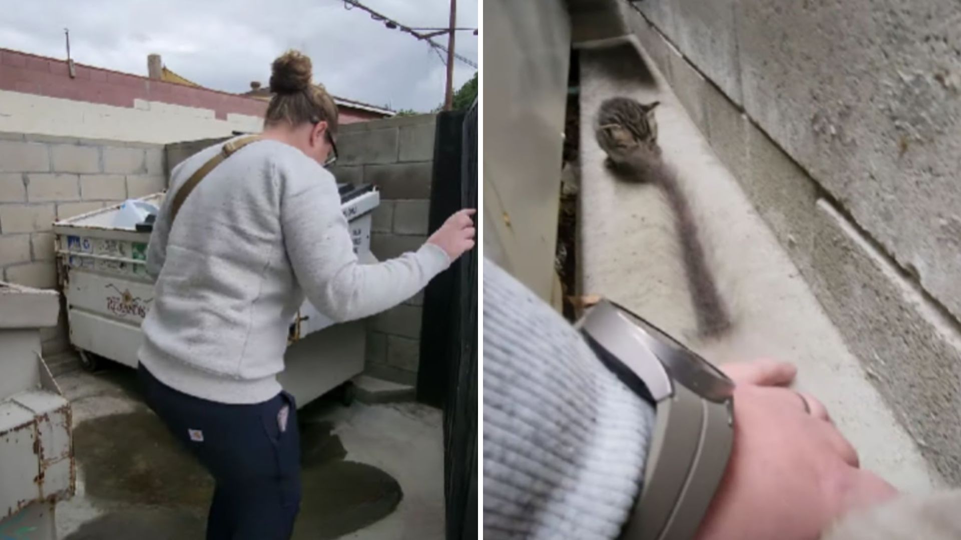 kittens in a dumpster