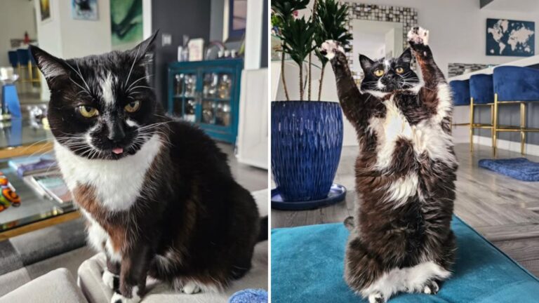 California Pet Owner Left Speechless After Cat Reveals An Unexpectedly Funny Skill