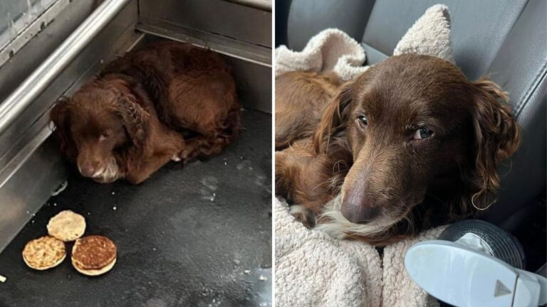 dog trapped in railroad station elevator