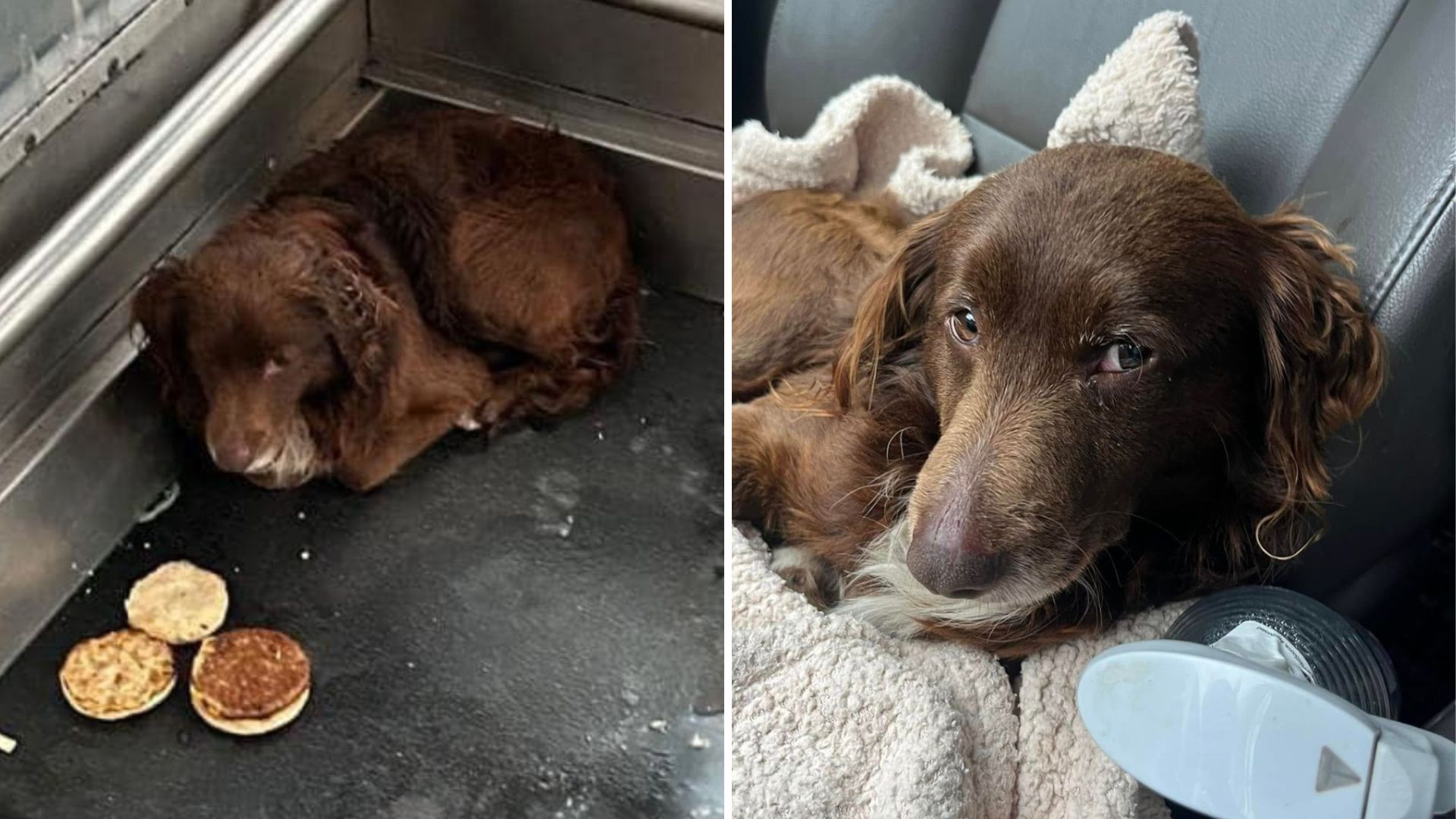 dog trapped in railroad station elevator