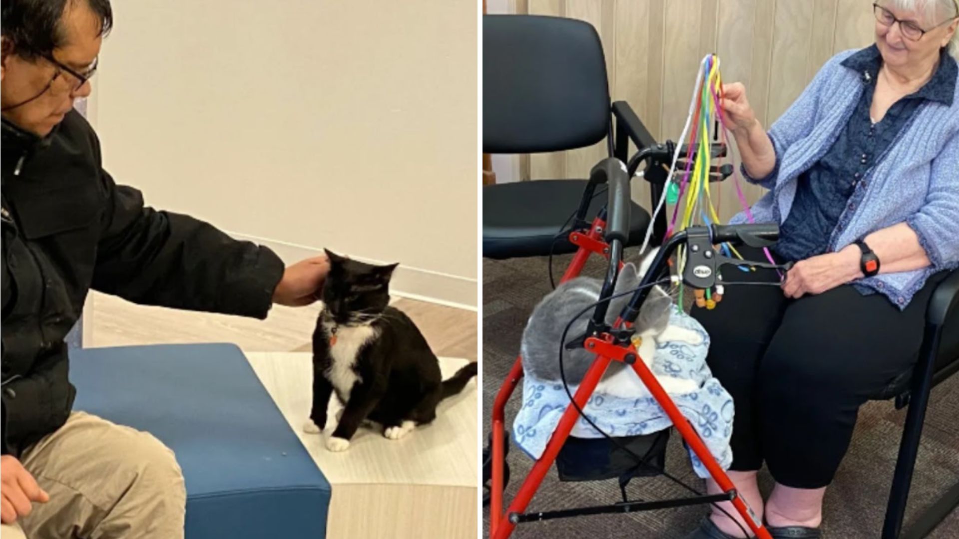 therapy cats
