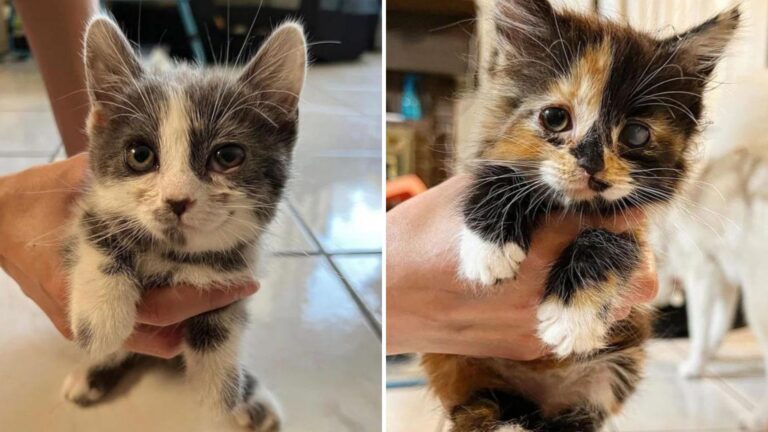 California Rescue Steps In To Save Two Sick Kittens Before It's Too Late
