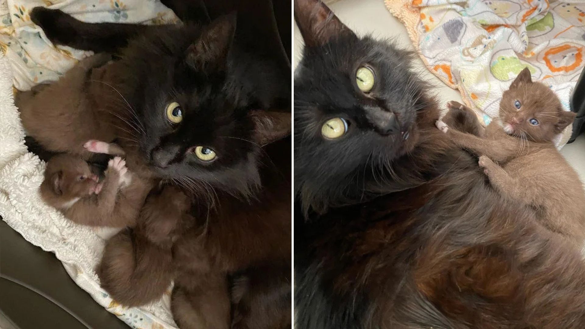 California Rescuers Speechless After Rescuing A Mama Cat And Her Four Incredibly Rare Kittens