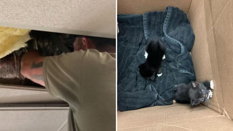 kittens in rooftop