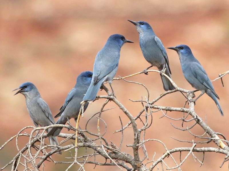 Pinyon Jay