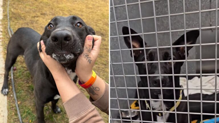 shelter dog