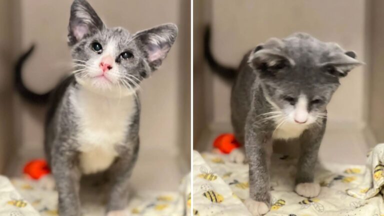 shelter cat