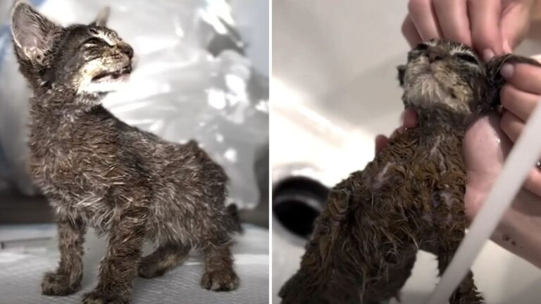 kitten covered in paint