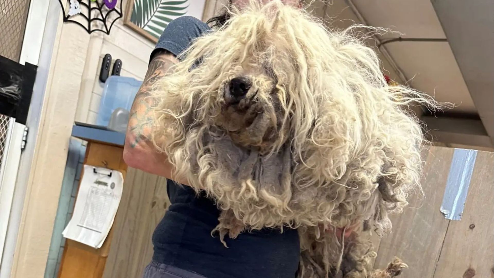 neglected pup