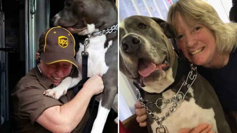 Driver Decides To Adopt A dog