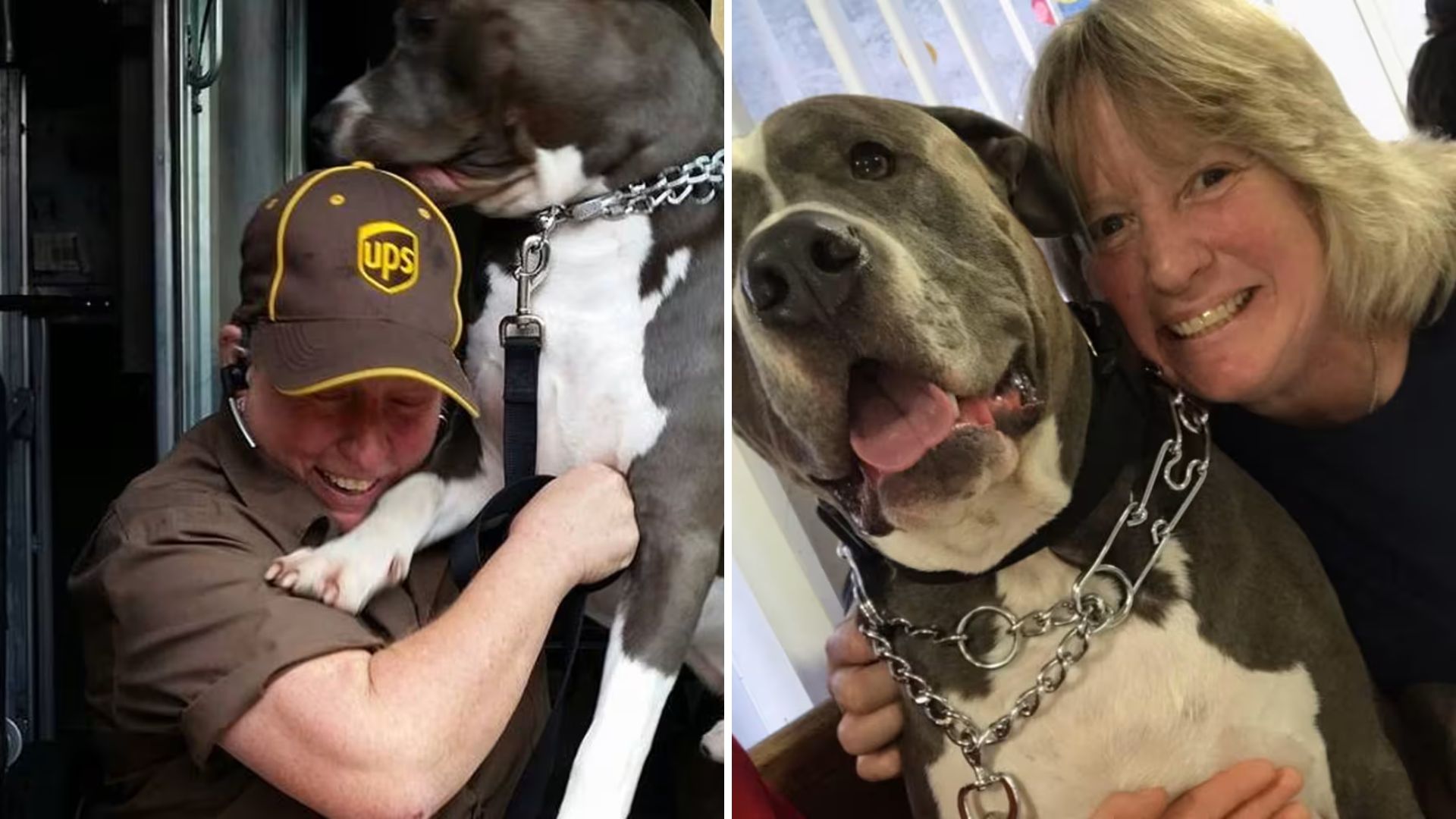 Driver Decides To Adopt A dog