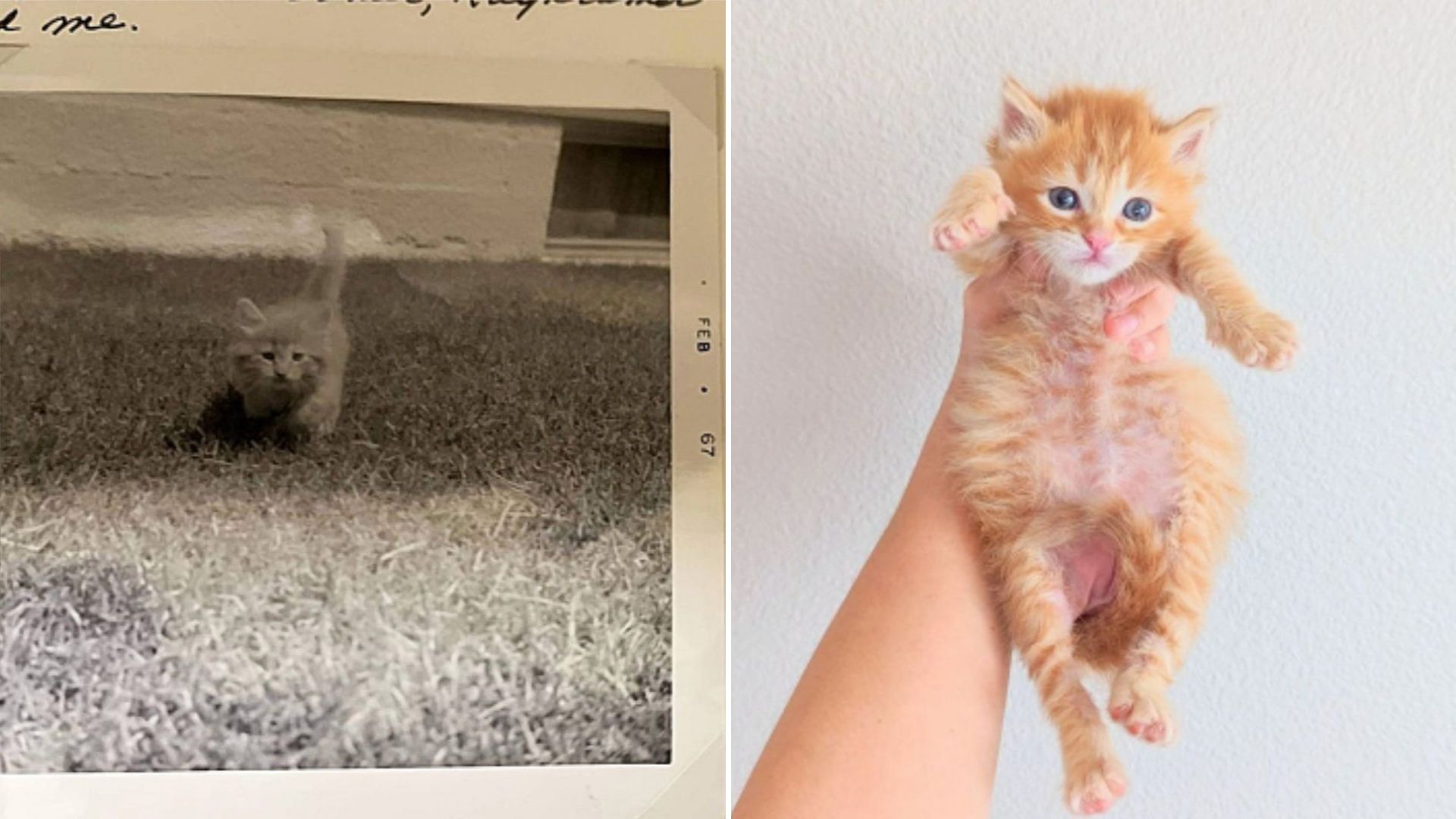 adopted ginger kitten