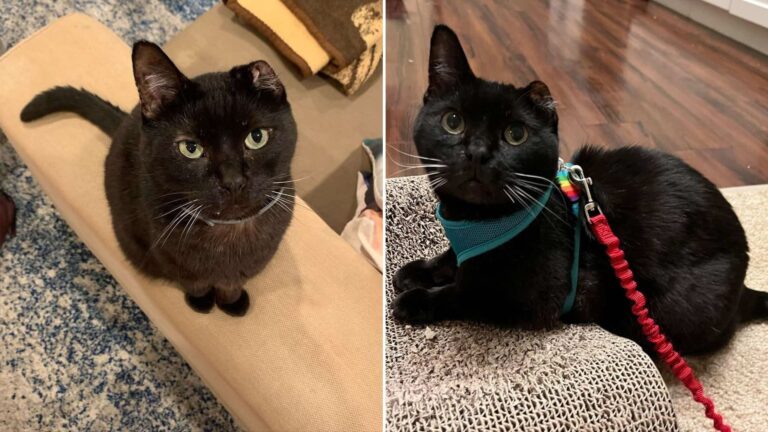 black one eared cat