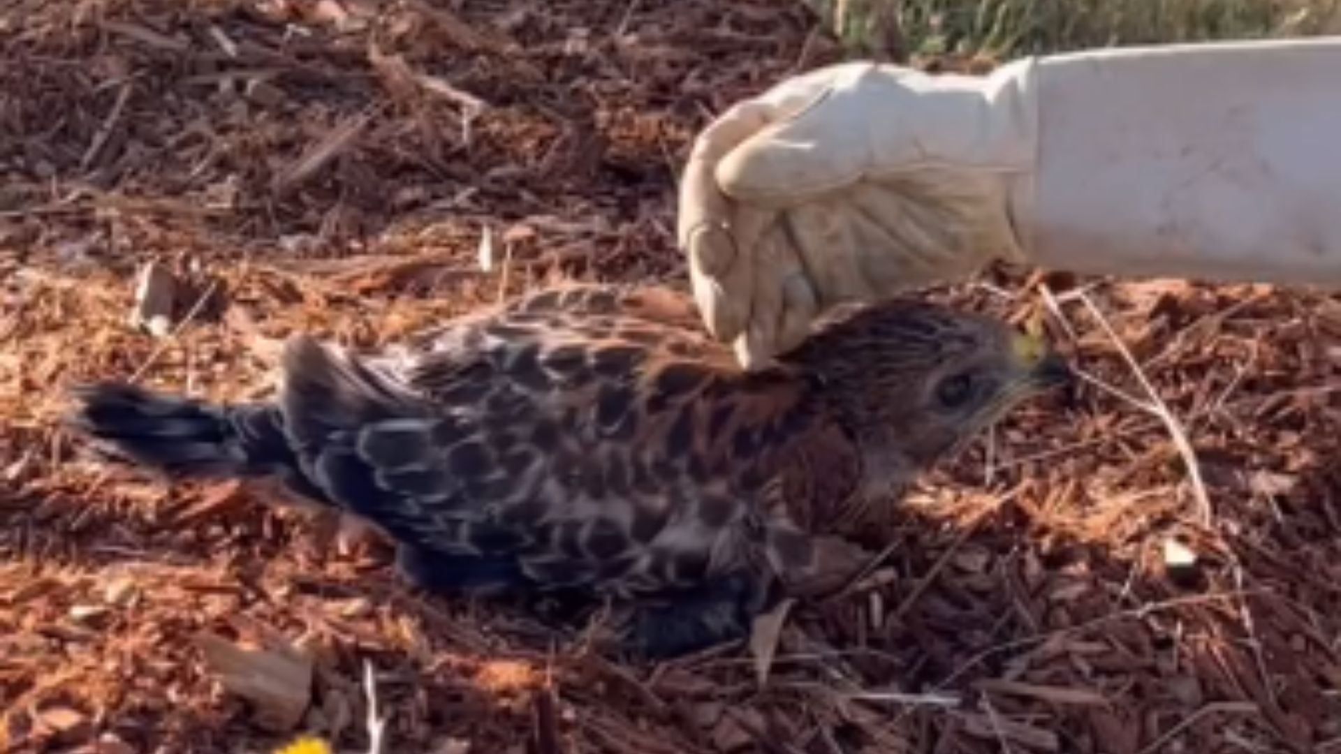 woman rescues young hawk