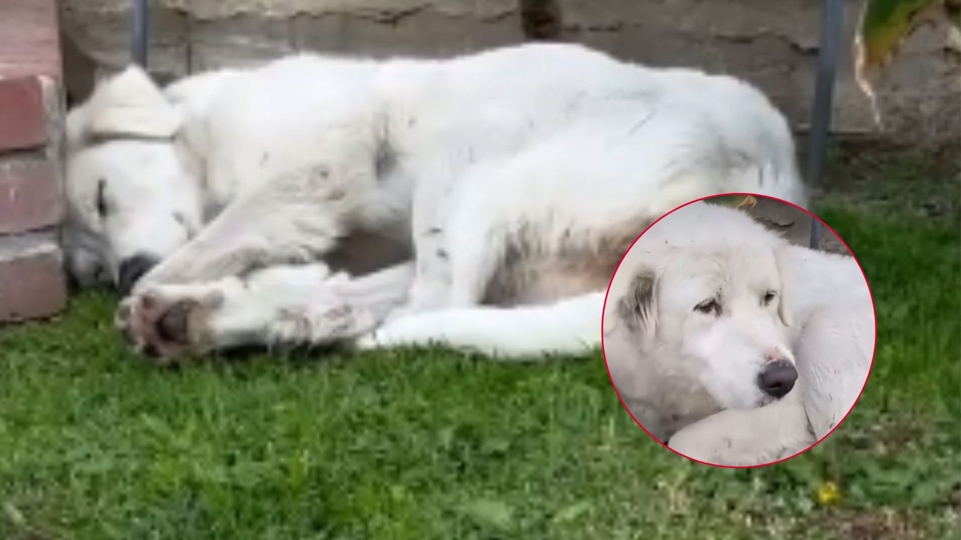 white dog sleeping