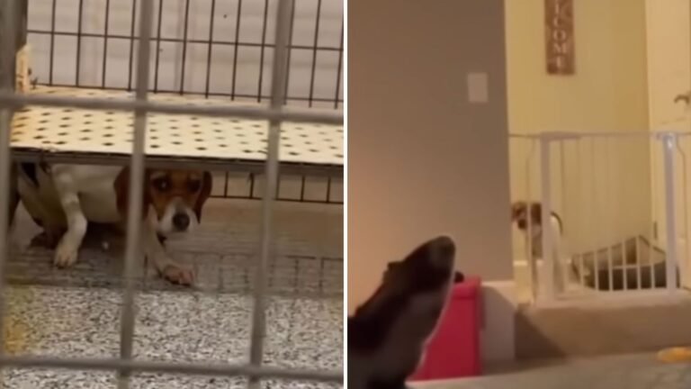 lab test dog