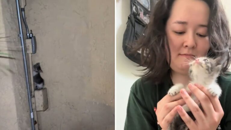 woman holding a kitten