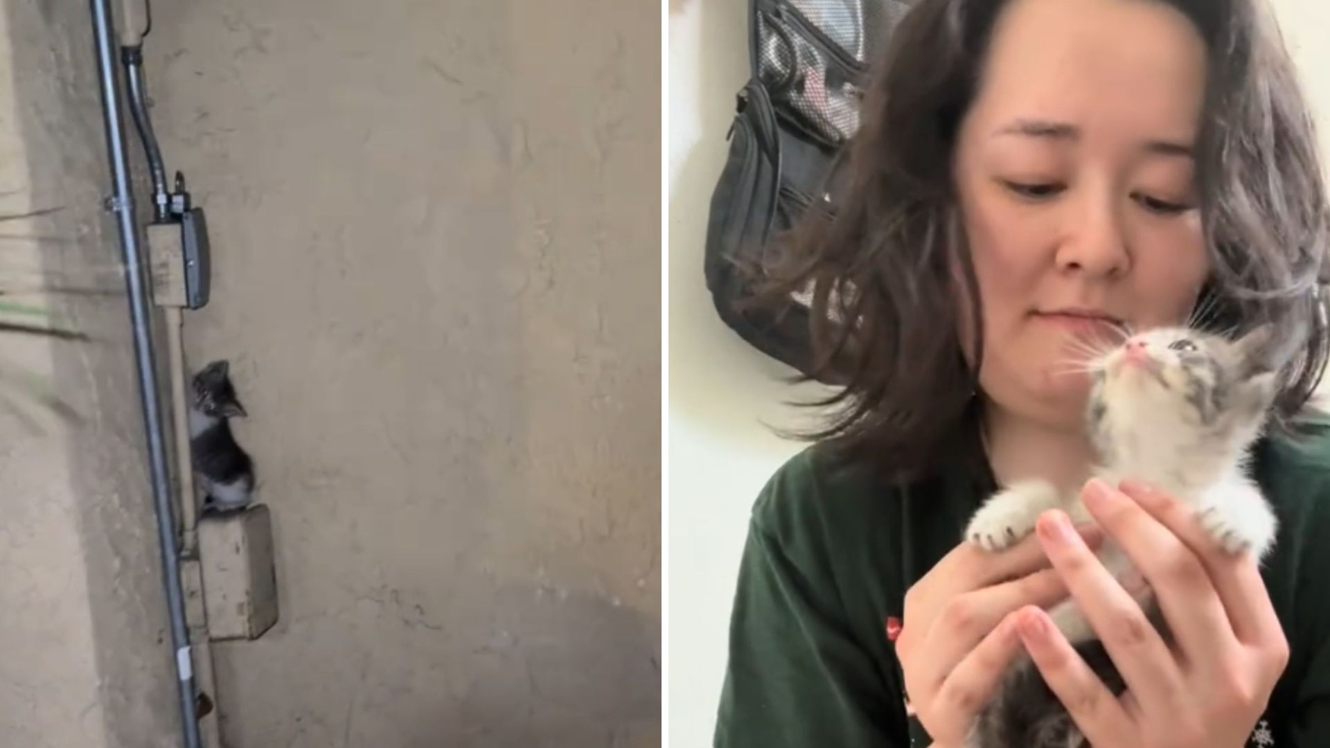 woman holding a kitten
