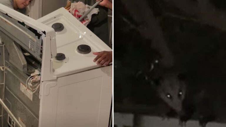 possum in a stove