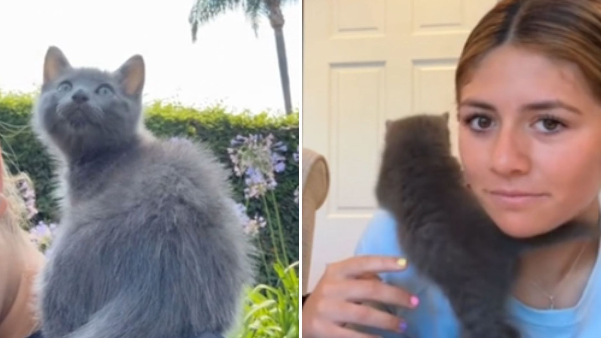woman rescues kitten from busy highway