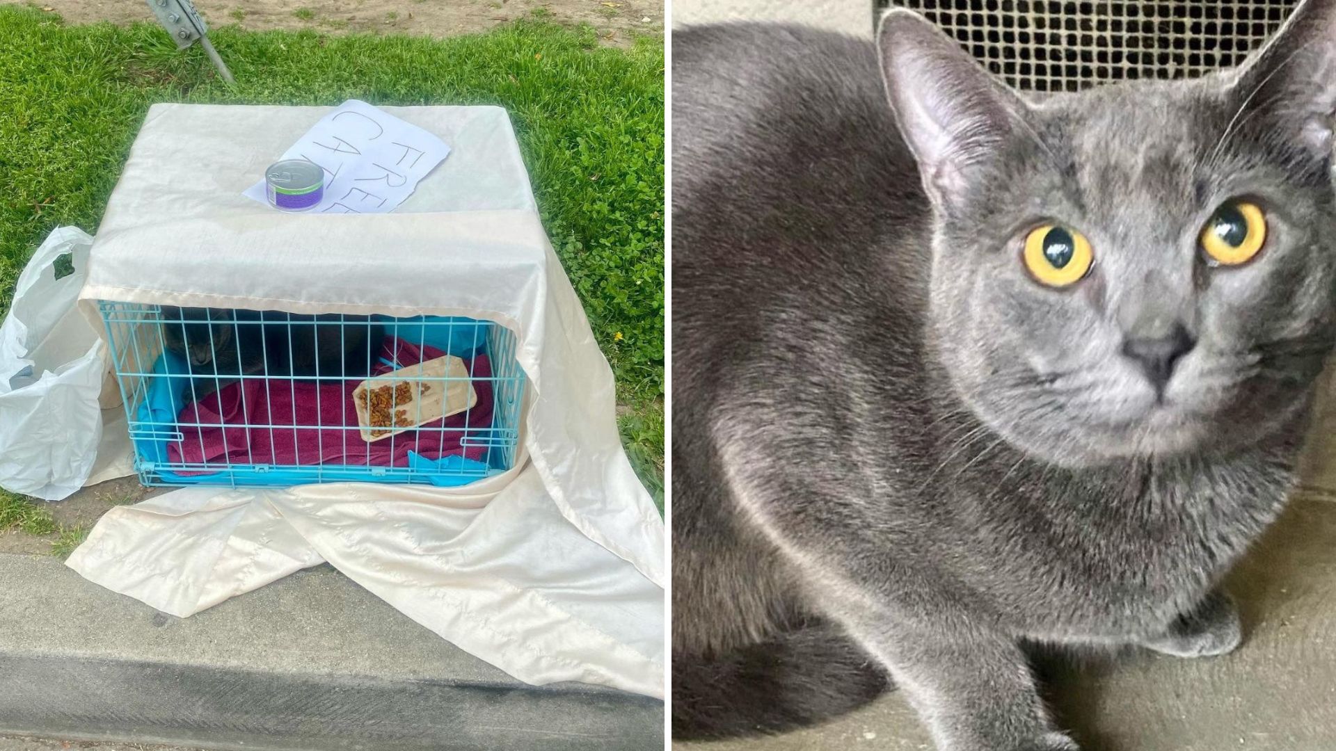 cat found in blue cage in park