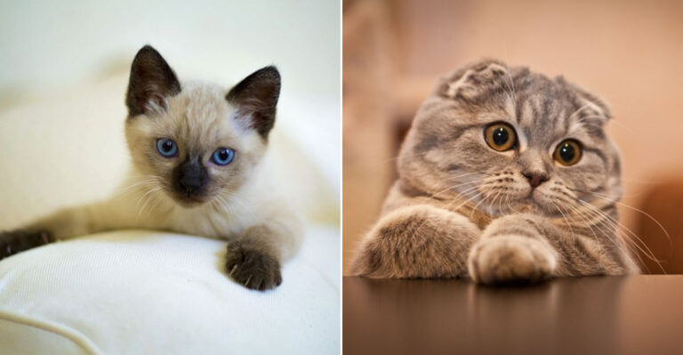 California’s Coolest Cats And The Breeds Everyone Is Obsessed With