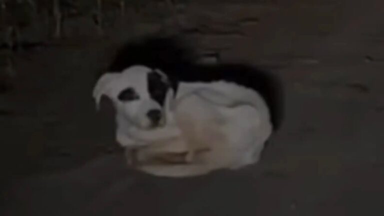 puppy on a remote road