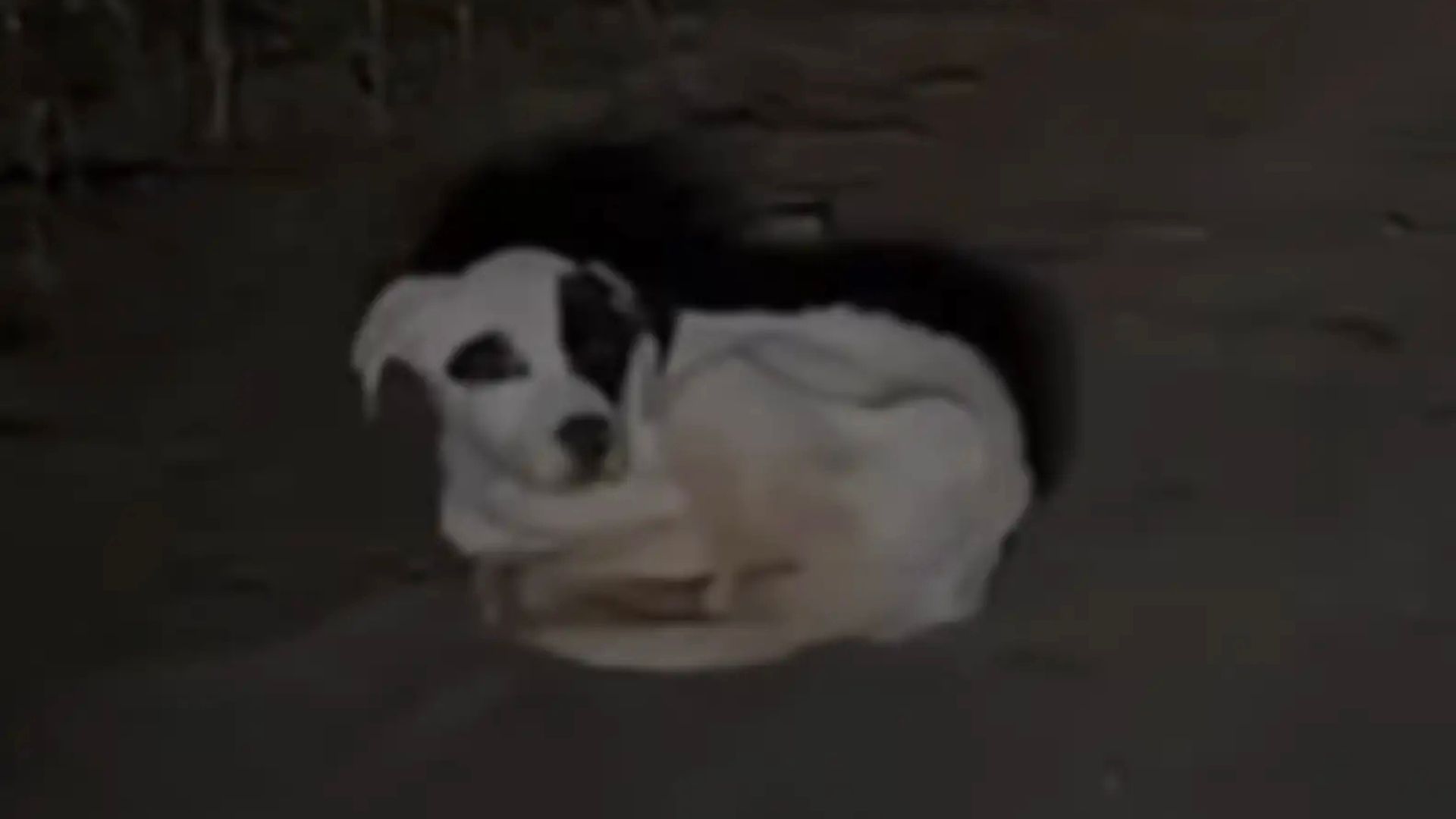 puppy on a remote road