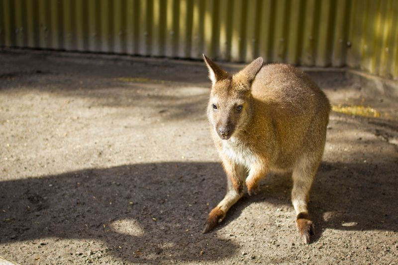Wallabies