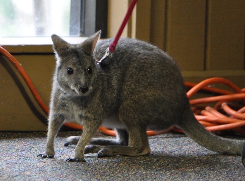 Kangaroos And Wallabies