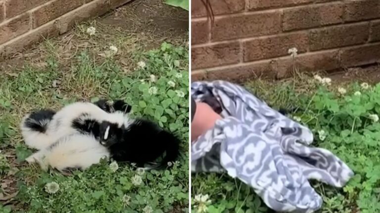 woman notices fluffy pile on lawn