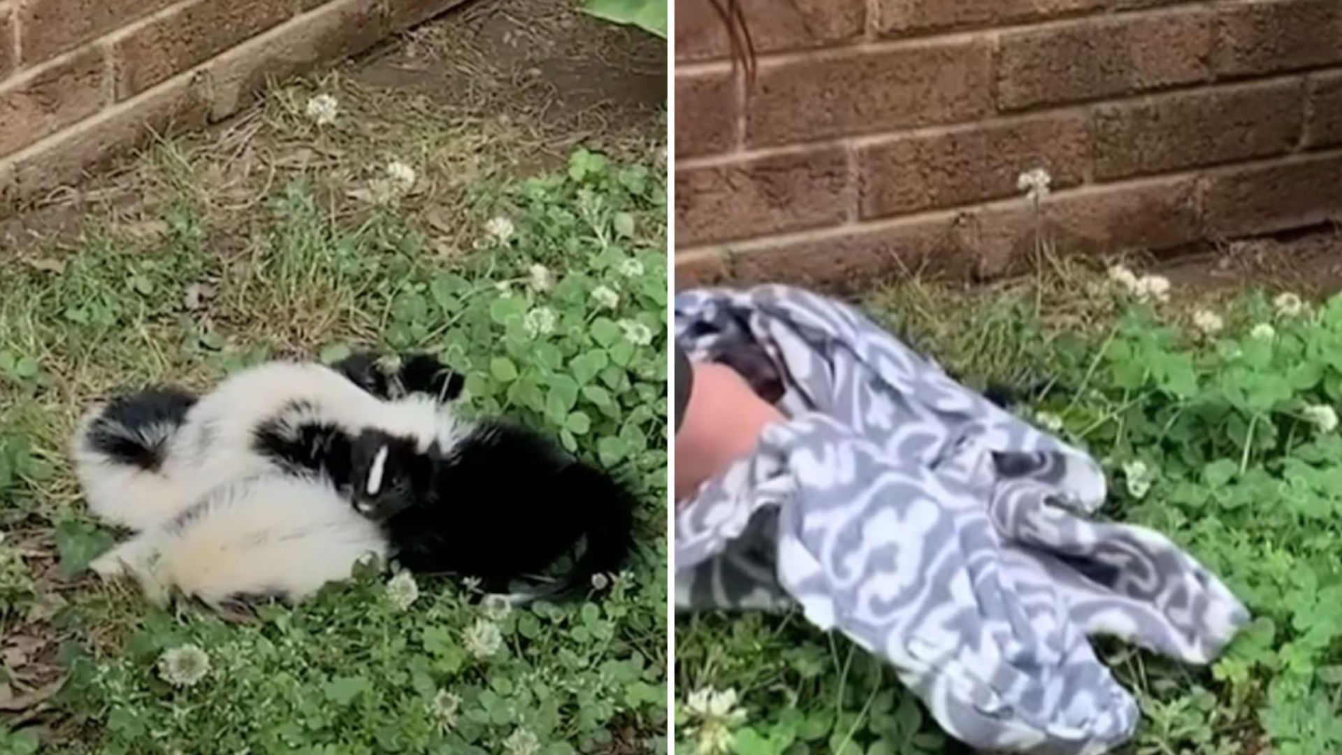 woman notices fluffy pile on lawn