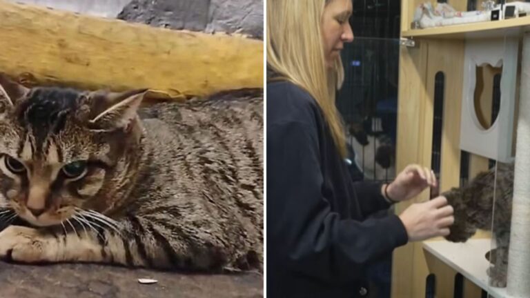 Cat Abandoned In New York Subway Finds Safety After Being Carried Away In A Purse