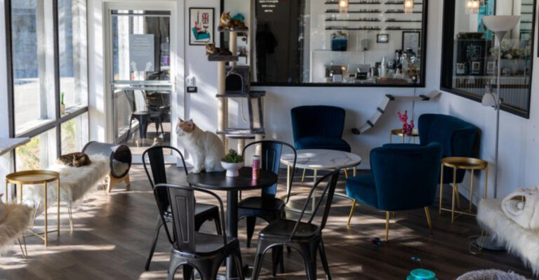 Cat Cafés In California Every Feline Lover Needs To Visit