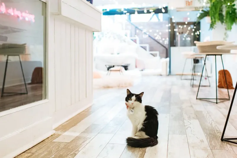 Crumbs & Whiskers – Los Angeles