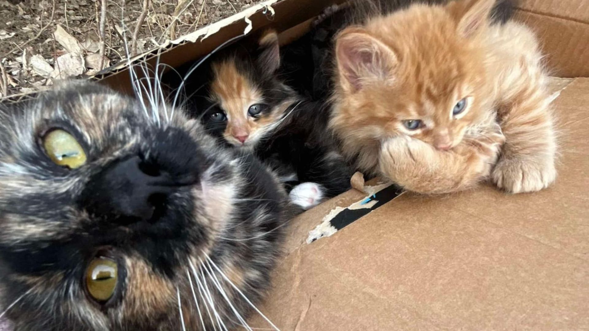 ohio cat family abandoned in box in park