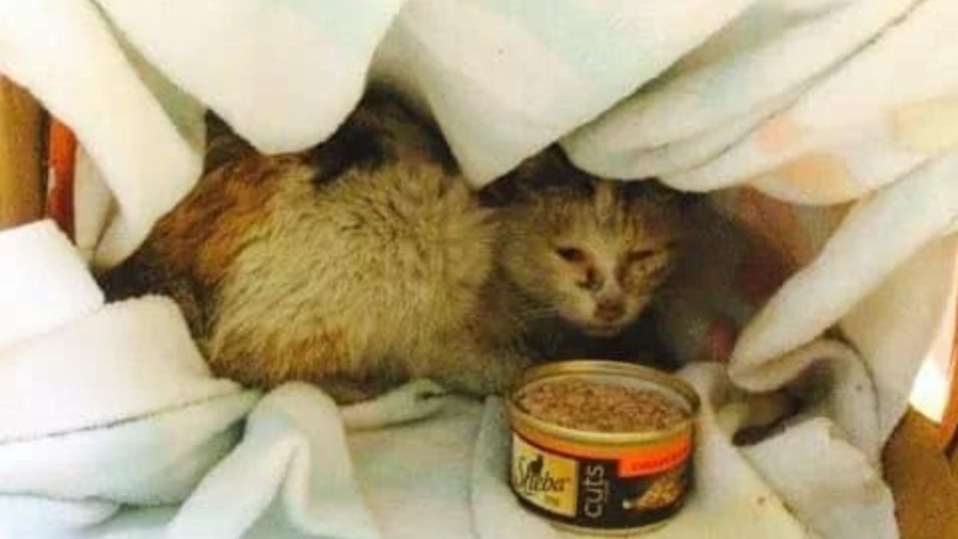 cat covered in oil