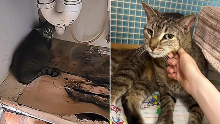 abandoned cat
