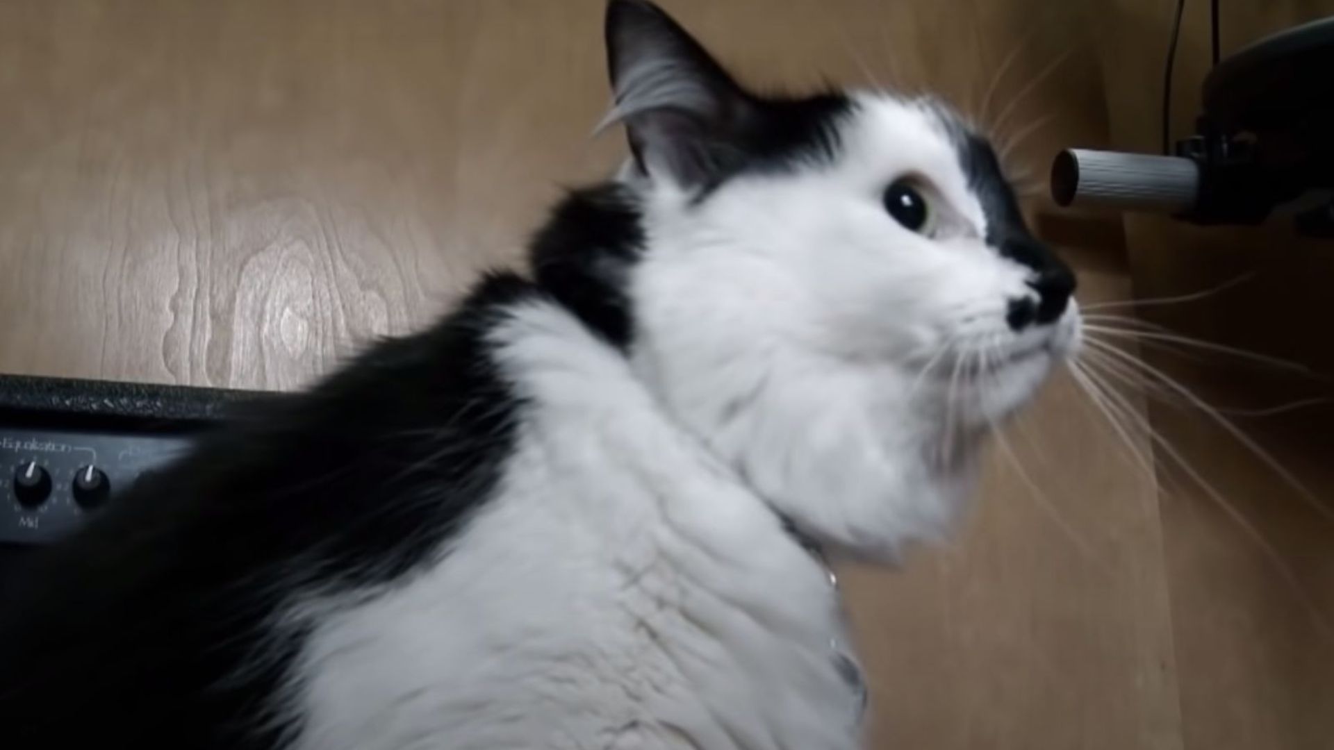 mean cat