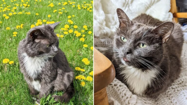 Cat From Upstate New York Faces Heartbreak After Being Abandoned Not Once But Twice