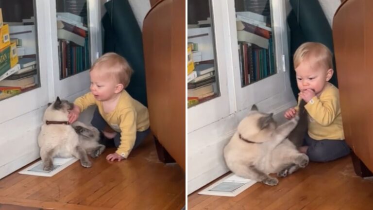 cat nips toddler