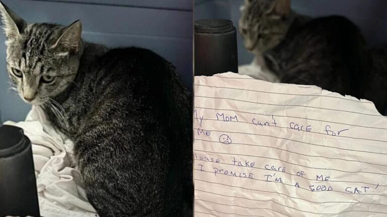 sad cat